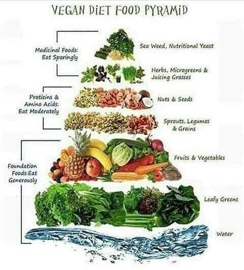 A New Food Pyramid : From Plants Be With You!